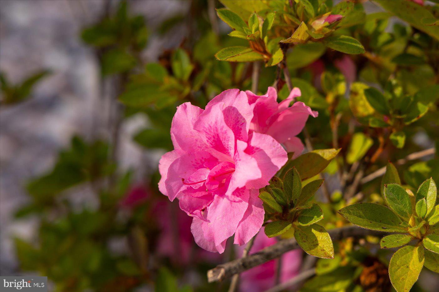 667 HUSTLE RD, HUSTLE, Virginia 22476, 6 Bedrooms Bedrooms, ,3 BathroomsBathrooms,Farm,For Sale,667 HUSTLE RD,VAES2001998 MLS # VAES2001998