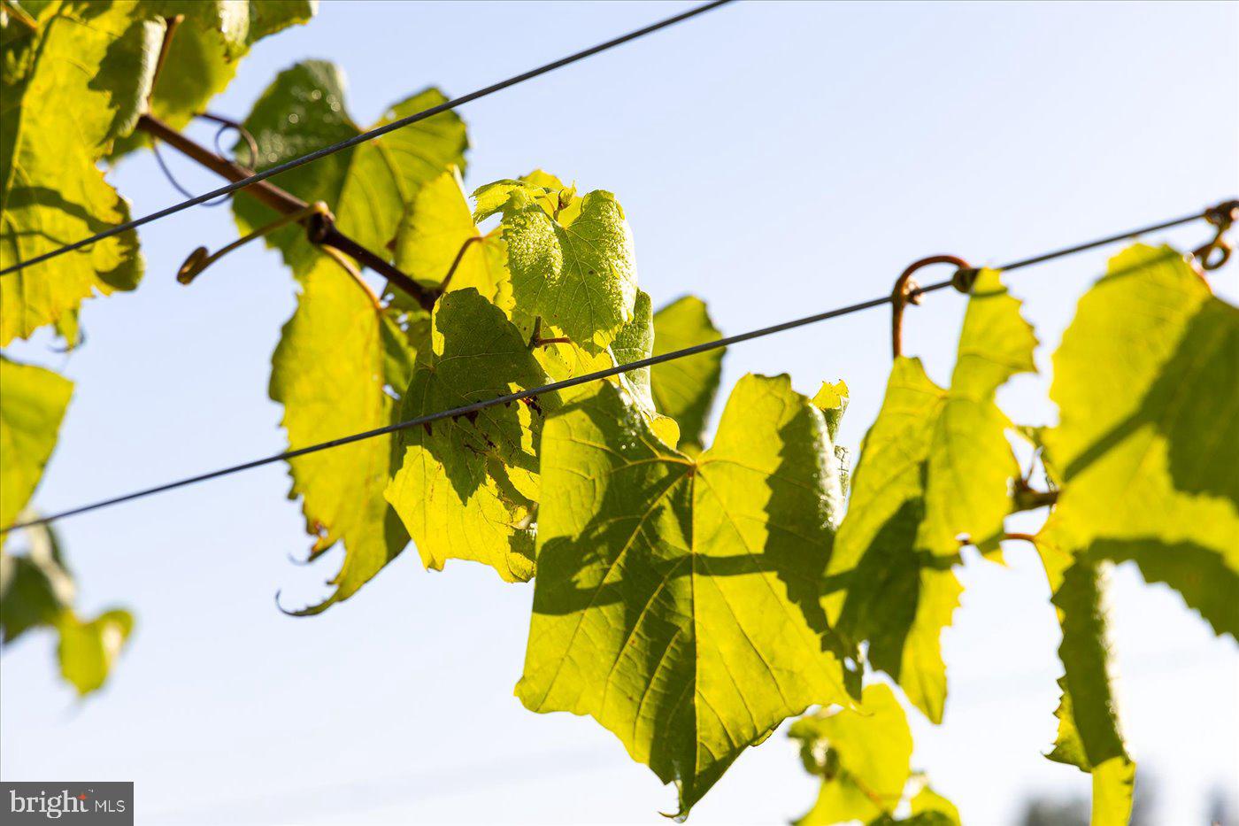 667 HUSTLE RD, HUSTLE, Virginia 22476, 6 Bedrooms Bedrooms, ,3 BathroomsBathrooms,Farm,For Sale,667 HUSTLE RD,VAES2001998 MLS # VAES2001998