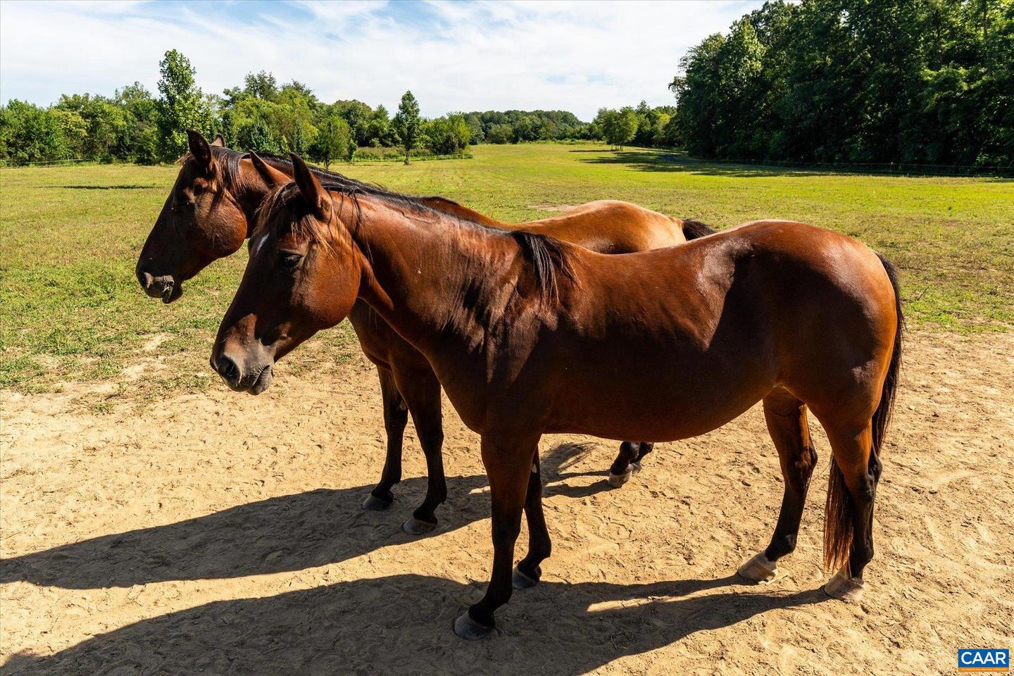 27233 HORSESHOE RD, CULPEPER, Virginia 22701, 4 Bedrooms Bedrooms, ,3 BathroomsBathrooms,Residential,For Sale,27233 HORSESHOE RD,668488 MLS # 668488
