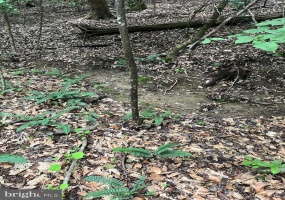 LOT 27 SALEM CHURCH RD, KING GEORGE, Virginia 22485, ,Land,For Sale,LOT 27 SALEM CHURCH RD,VAKG2006980 MLS # VAKG2006980 LOT 27 SALEM CHURCH RD, KING GEORGE, Virginia 22485, ,Land,For Sale,LOT 27 SALEM CHURCH RD,VAKG2006980 MLS # VAKG2006980