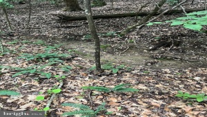 LOT 27 SALEM CHURCH RD, KING GEORGE, Virginia 22485, ,Land,For Sale,LOT 27 SALEM CHURCH RD,VAKG2006980 MLS # VAKG2006980