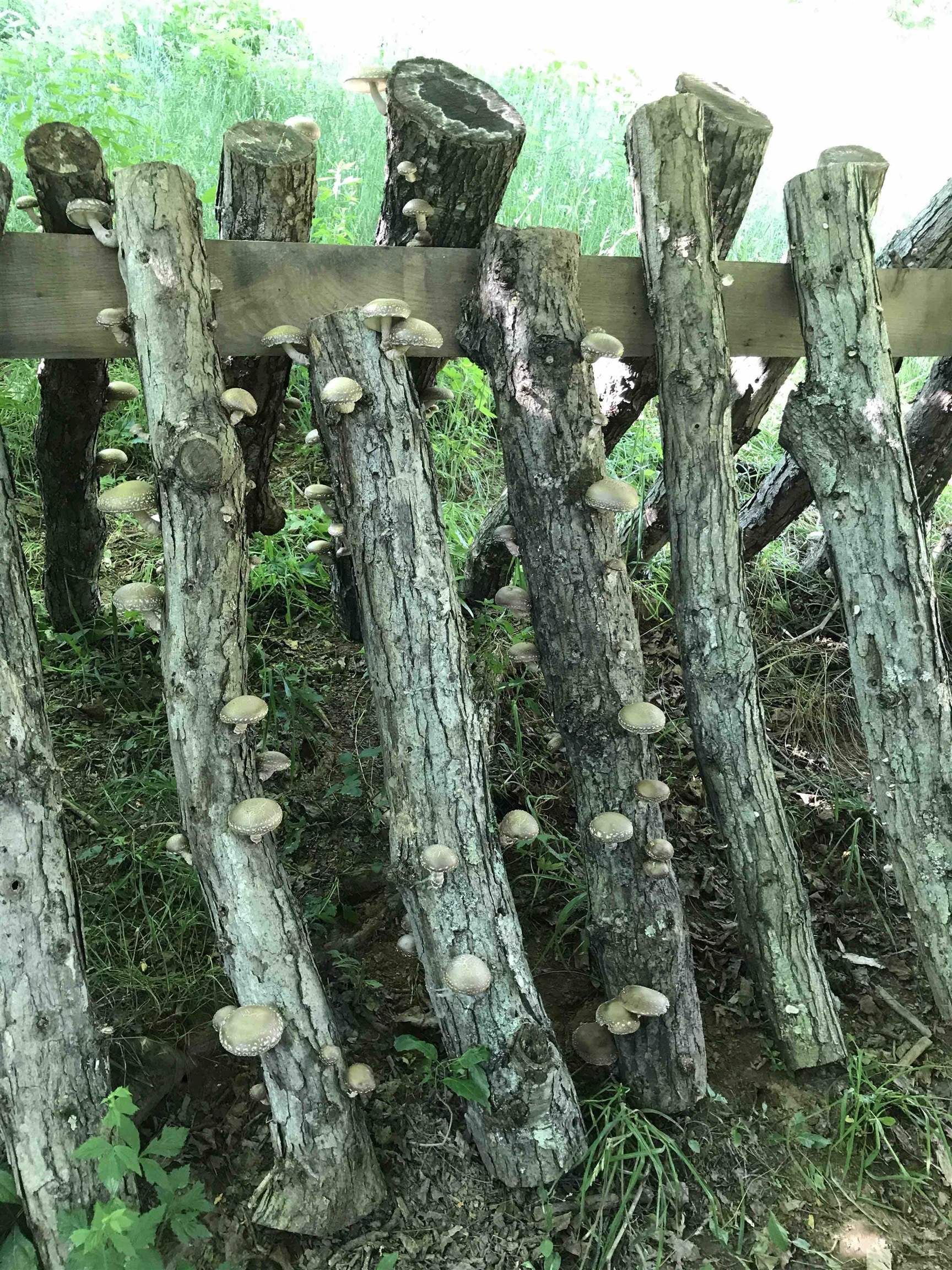 9943 HIGHLAND TPKE, MCDOWELL, Virginia 24458, 2 Bedrooms Bedrooms, ,1 BathroomBathrooms,Residential,14,9943 HIGHLAND TPKE,661550 MLS # 661550