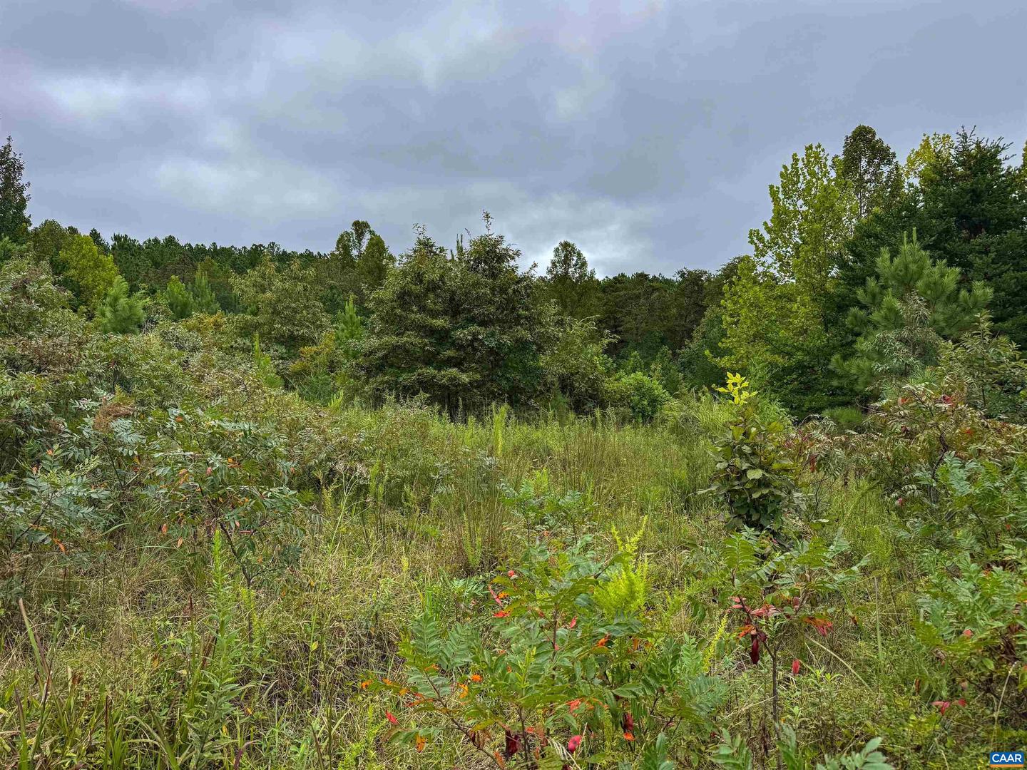 TBA OLD GREEN MOUNTAIN RD #00500, ESMONT, Virginia 22937, ,Farm,For Sale,TBA OLD GREEN MOUNTAIN RD #00500,668925 MLS # 668925 TBA OLD GREEN MOUNTAIN RD #00500, ESMONT, Virginia 22937, ,Farm,For Sale,TBA OLD GREEN MOUNTAIN RD #00500,668925 MLS # 668925