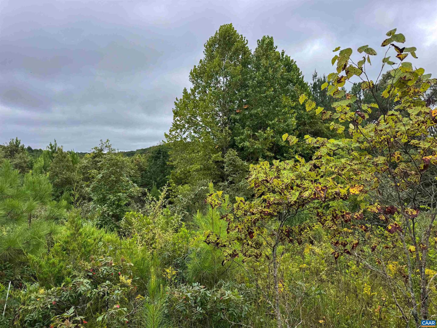 TBA OLD GREEN MOUNTAIN RD #00500, ESMONT, Virginia 22937, ,Farm,For Sale,TBA OLD GREEN MOUNTAIN RD #00500,668925 MLS # 668925 TBA OLD GREEN MOUNTAIN RD #00500, ESMONT, Virginia 22937, ,Farm,For Sale,TBA OLD GREEN MOUNTAIN RD #00500,668925 MLS # 668925