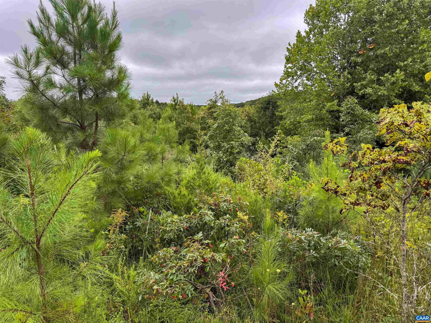 TBA OLD GREEN MOUNTAIN RD #00500, ESMONT, Virginia 22937, ,Farm,For Sale,TBA OLD GREEN MOUNTAIN RD #00500,668925 MLS # 668925 TBA OLD GREEN MOUNTAIN RD #00500, ESMONT, Virginia 22937, ,Farm,For Sale,TBA OLD GREEN MOUNTAIN RD #00500,668925 MLS # 668925