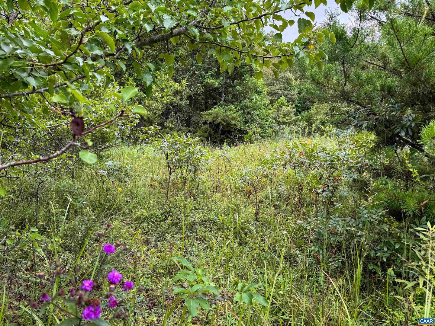 TBA OLD GREEN MOUNTAIN RD #00500, ESMONT, Virginia 22937, ,Farm,For Sale,TBA OLD GREEN MOUNTAIN RD #00500,668925 MLS # 668925 TBA OLD GREEN MOUNTAIN RD #00500, ESMONT, Virginia 22937, ,Farm,For Sale,TBA OLD GREEN MOUNTAIN RD #00500,668925 MLS # 668925
