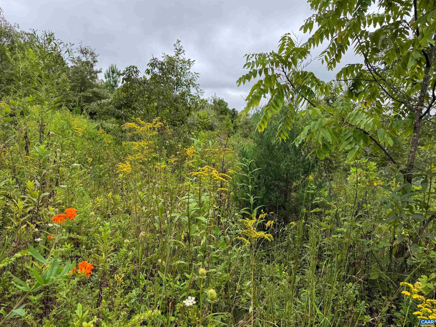 TBA OLD GREEN MOUNTAIN RD #00500, ESMONT, Virginia 22937, ,Farm,For Sale,TBA OLD GREEN MOUNTAIN RD #00500,668925 MLS # 668925 TBA OLD GREEN MOUNTAIN RD #00500, ESMONT, Virginia 22937, ,Farm,For Sale,TBA OLD GREEN MOUNTAIN RD #00500,668925 MLS # 668925