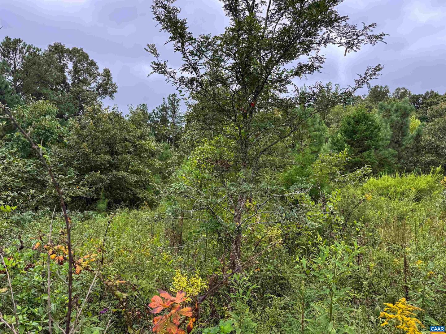TBA OLD GREEN MOUNTAIN RD #00500, ESMONT, Virginia 22937, ,Farm,For Sale,TBA OLD GREEN MOUNTAIN RD #00500,668925 MLS # 668925 TBA OLD GREEN MOUNTAIN RD #00500, ESMONT, Virginia 22937, ,Farm,For Sale,TBA OLD GREEN MOUNTAIN RD #00500,668925 MLS # 668925