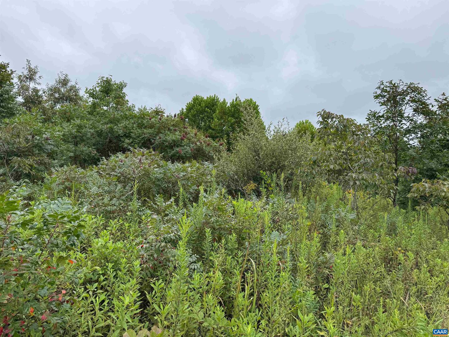 TBA OLD GREEN MOUNTAIN RD #00500, ESMONT, Virginia 22937, ,Farm,For Sale,TBA OLD GREEN MOUNTAIN RD #00500,668925 MLS # 668925 TBA OLD GREEN MOUNTAIN RD #00500, ESMONT, Virginia 22937, ,Farm,For Sale,TBA OLD GREEN MOUNTAIN RD #00500,668925 MLS # 668925