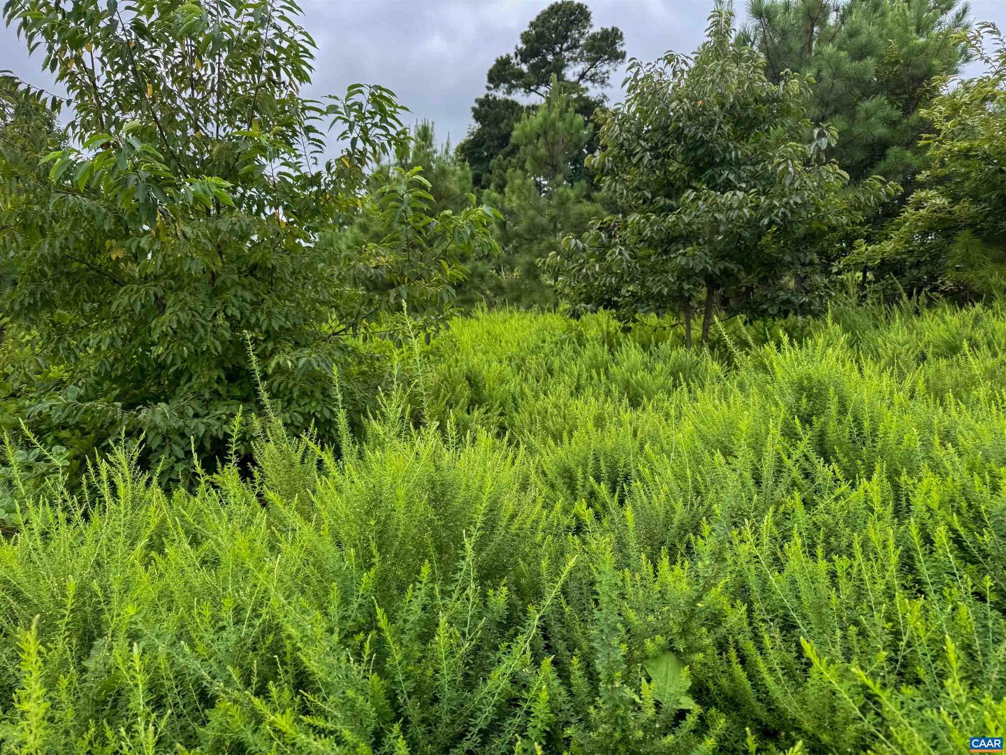 TBA OLD GREEN MOUNTAIN RD #00500, ESMONT, Virginia 22937, ,Farm,For Sale,TBA OLD GREEN MOUNTAIN RD #00500,668925 MLS # 668925 TBA OLD GREEN MOUNTAIN RD #00500, ESMONT, Virginia 22937, ,Farm,For Sale,TBA OLD GREEN MOUNTAIN RD #00500,668925 MLS # 668925