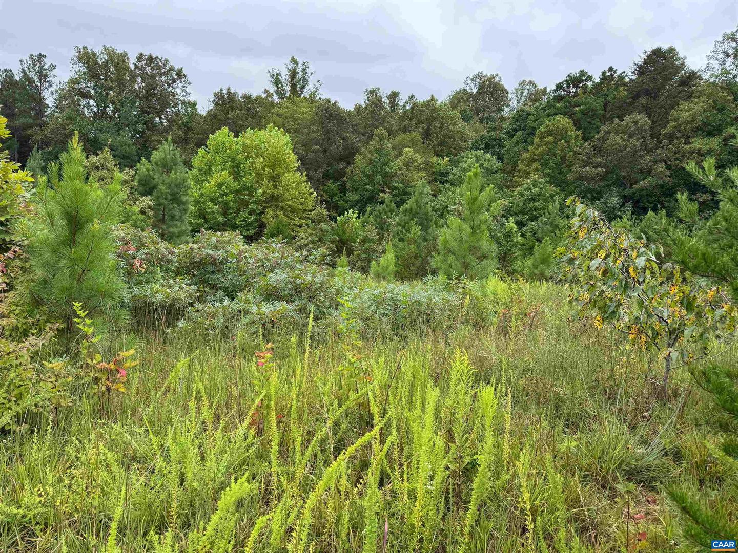 TBA OLD GREEN MOUNTAIN RD #00500, ESMONT, Virginia 22937, ,Farm,For Sale,TBA OLD GREEN MOUNTAIN RD #00500,668925 MLS # 668925 TBA OLD GREEN MOUNTAIN RD #00500, ESMONT, Virginia 22937, ,Farm,For Sale,TBA OLD GREEN MOUNTAIN RD #00500,668925 MLS # 668925