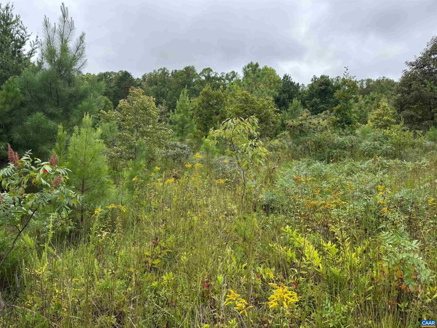 TBA OLD GREEN MOUNTAIN RD #00500, ESMONT, Virginia 22937, ,Farm,For Sale,TBA OLD GREEN MOUNTAIN RD #00500,668925 MLS # 668925 TBA OLD GREEN MOUNTAIN RD #00500, ESMONT, Virginia 22937, ,Farm,For Sale,TBA OLD GREEN MOUNTAIN RD #00500,668925 MLS # 668925