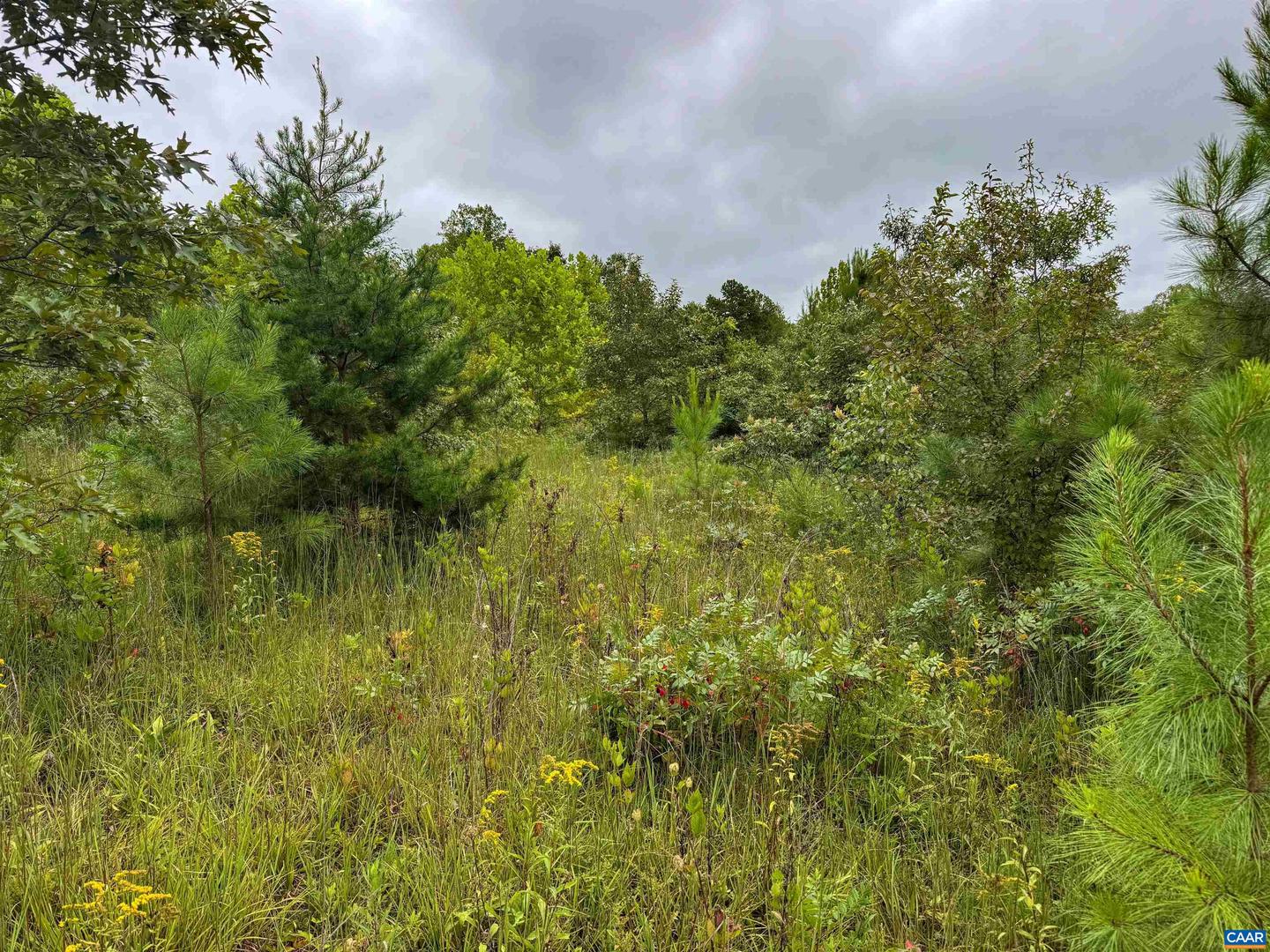 TBA OLD GREEN MOUNTAIN RD #00500, ESMONT, Virginia 22937, ,Farm,For Sale,TBA OLD GREEN MOUNTAIN RD #00500,668925 MLS # 668925 TBA OLD GREEN MOUNTAIN RD #00500, ESMONT, Virginia 22937, ,Farm,For Sale,TBA OLD GREEN MOUNTAIN RD #00500,668925 MLS # 668925