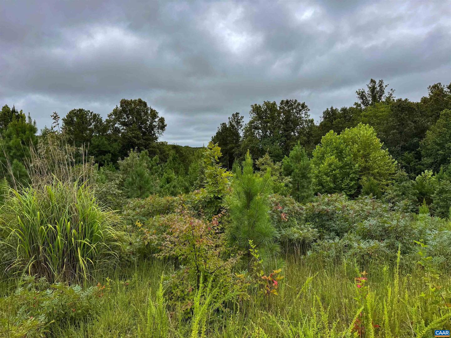 TBA OLD GREEN MOUNTAIN RD #00500, ESMONT, Virginia 22937, ,Farm,For Sale,TBA OLD GREEN MOUNTAIN RD #00500,668925 MLS # 668925 TBA OLD GREEN MOUNTAIN RD #00500, ESMONT, Virginia 22937, ,Farm,For Sale,TBA OLD GREEN MOUNTAIN RD #00500,668925 MLS # 668925