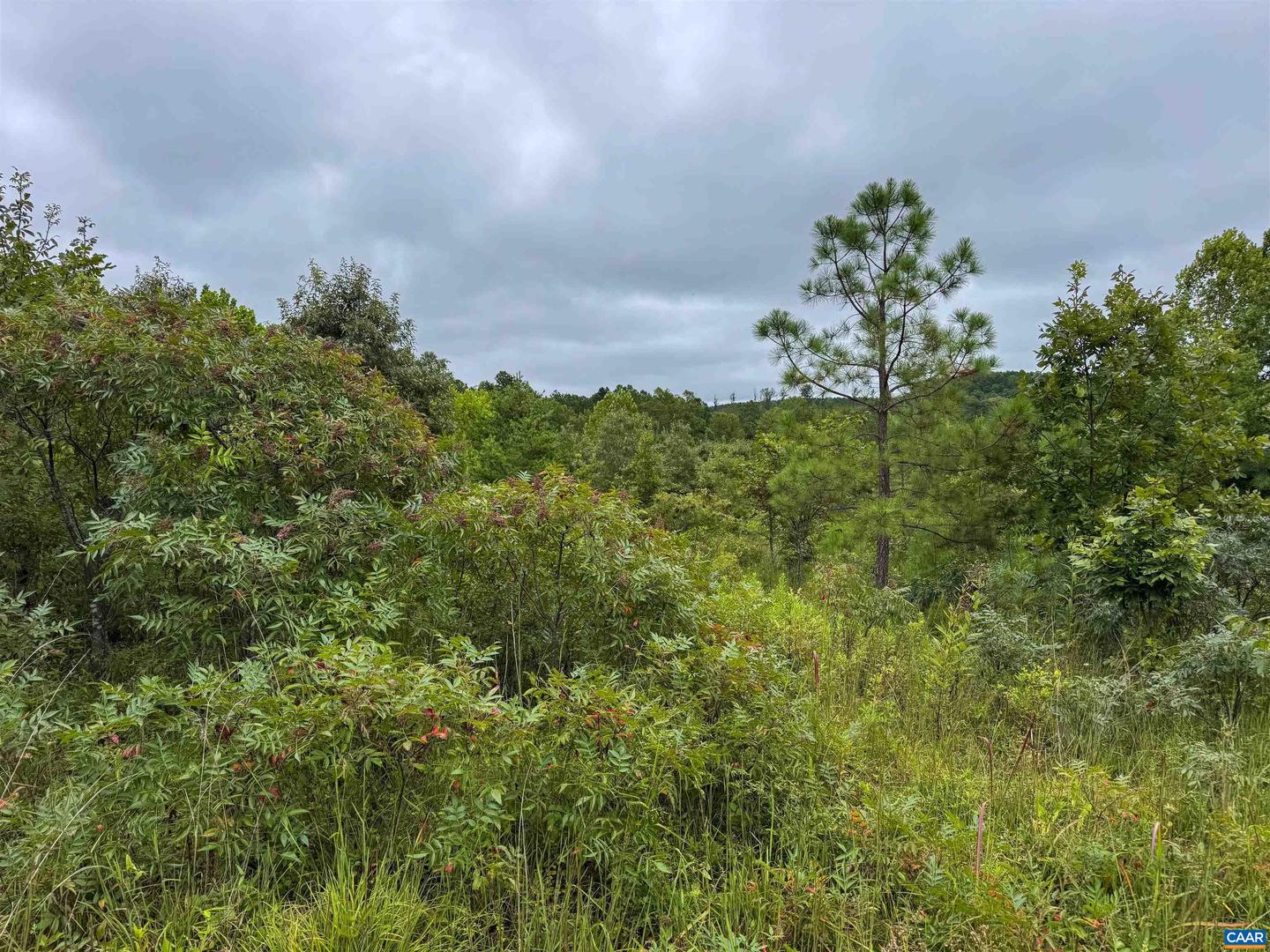 TBA OLD GREEN MOUNTAIN RD #00500, ESMONT, Virginia 22937, ,Farm,For Sale,TBA OLD GREEN MOUNTAIN RD #00500,668925 MLS # 668925 TBA OLD GREEN MOUNTAIN RD #00500, ESMONT, Virginia 22937, ,Farm,For Sale,TBA OLD GREEN MOUNTAIN RD #00500,668925 MLS # 668925