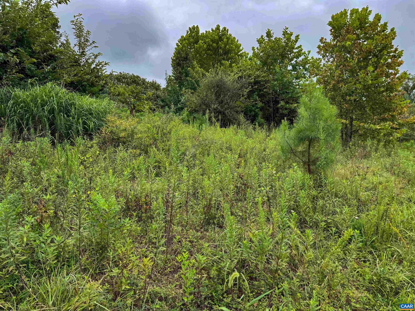 TBA OLD GREEN MOUNTAIN RD #00500, ESMONT, Virginia 22937, ,Farm,For Sale,TBA OLD GREEN MOUNTAIN RD #00500,668925 MLS # 668925 TBA OLD GREEN MOUNTAIN RD #00500, ESMONT, Virginia 22937, ,Farm,For Sale,TBA OLD GREEN MOUNTAIN RD #00500,668925 MLS # 668925