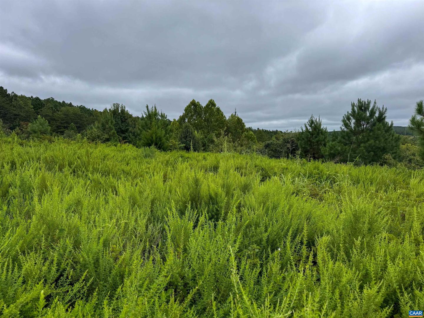 TBA OLD GREEN MOUNTAIN RD #00500, ESMONT, Virginia 22937, ,Farm,For Sale,TBA OLD GREEN MOUNTAIN RD #00500,668925 MLS # 668925 TBA OLD GREEN MOUNTAIN RD #00500, ESMONT, Virginia 22937, ,Farm,For Sale,TBA OLD GREEN MOUNTAIN RD #00500,668925 MLS # 668925