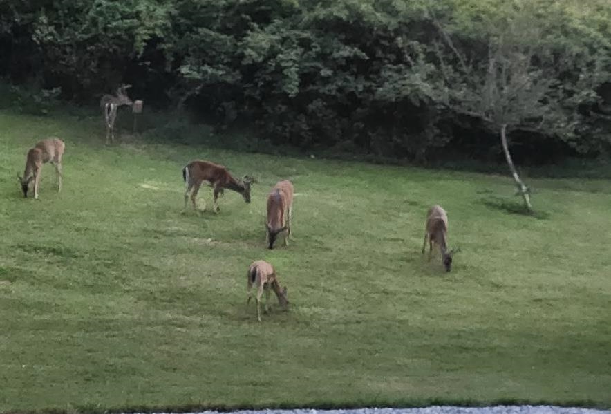 1370 MIDDLEBROOK RD, STAUNTON, Virginia 24401, 5 Bedrooms Bedrooms, ,4 BathroomsBathrooms,Residential,14,1370 MIDDLEBROOK RD,669053 MLS # 669053