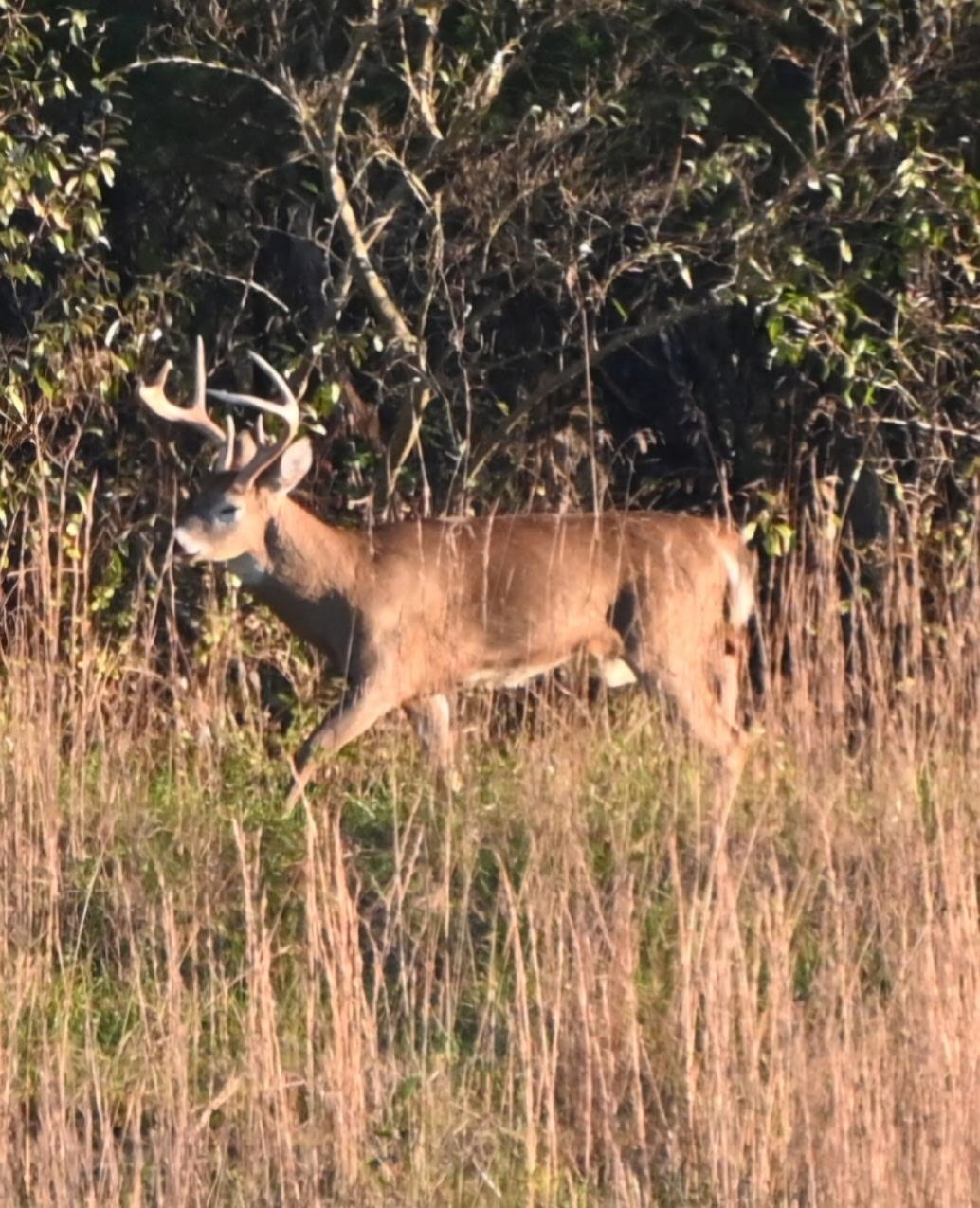 1370 MIDDLEBROOK RD, STAUNTON, Virginia 24401, 5 Bedrooms Bedrooms, ,4 BathroomsBathrooms,Residential,14,1370 MIDDLEBROOK RD,669053 MLS # 669053