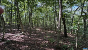 PART OF TM 24-1 MITCHELL MOUNTAIN RD #PORTION OF T, HAYWOOD, Virginia 22722, ,Land,For Sale,PART OF TM 24-1 MITCHELL MOUNTAIN RD #PORTION OF T,669086 MLS # 669086