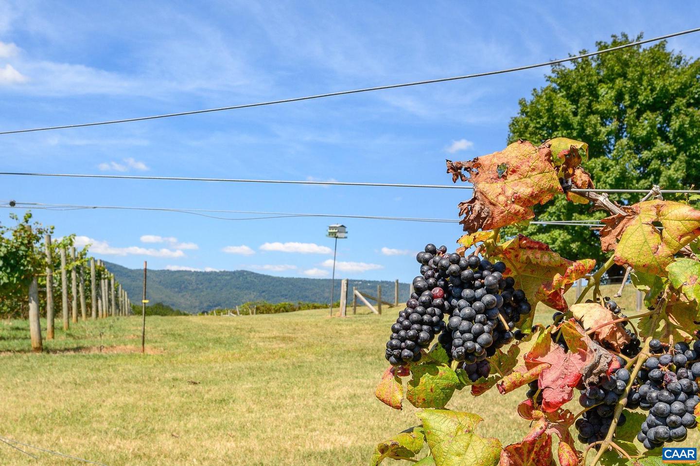 9175 BATESVILLE RD, AFTON, Virginia 22902, 5 Bedrooms Bedrooms, ,3 BathroomsBathrooms,Residential,For Sale,9175 BATESVILLE RD,669061 MLS # 669061 9175 BATESVILLE RD, AFTON, Virginia 22902, 5 Bedrooms Bedrooms, ,3 BathroomsBathrooms,Residential,For Sale,9175 BATESVILLE RD,669061 MLS # 669061