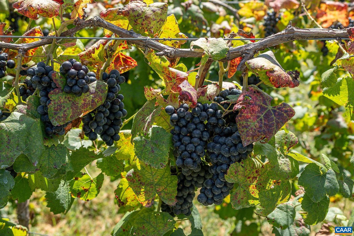 9175 BATESVILLE RD, AFTON, Virginia 22902, 5 Bedrooms Bedrooms, ,3 BathroomsBathrooms,Residential,For Sale,9175 BATESVILLE RD,669061 MLS # 669061 9175 BATESVILLE RD, AFTON, Virginia 22902, 5 Bedrooms Bedrooms, ,3 BathroomsBathrooms,Residential,For Sale,9175 BATESVILLE RD,669061 MLS # 669061