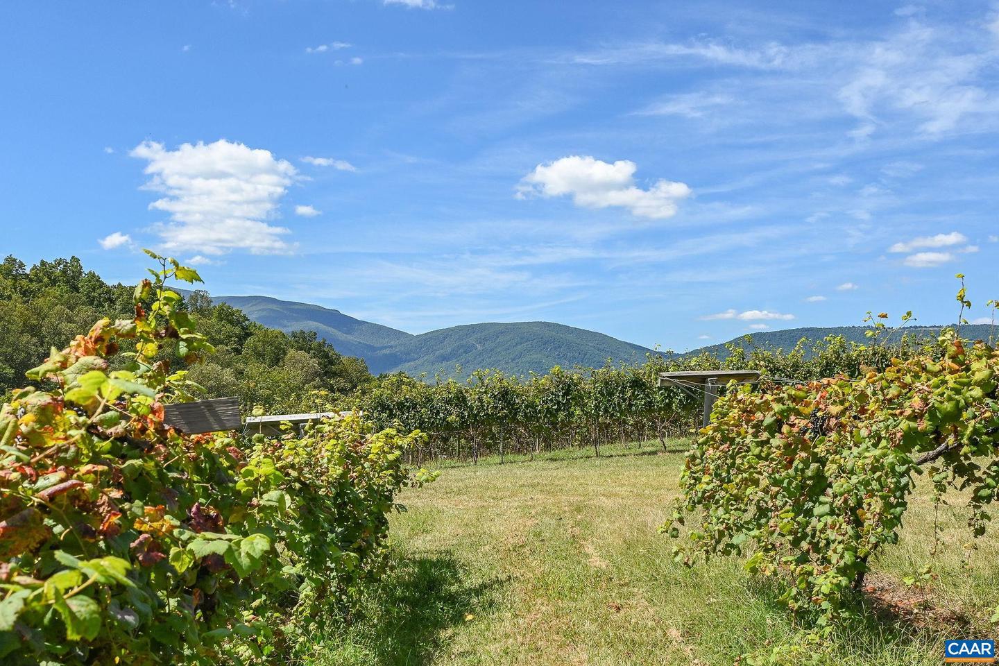 9175 BATESVILLE RD, AFTON, Virginia 22902, 5 Bedrooms Bedrooms, ,3 BathroomsBathrooms,Residential,For Sale,9175 BATESVILLE RD,669061 MLS # 669061 9175 BATESVILLE RD, AFTON, Virginia 22902, 5 Bedrooms Bedrooms, ,3 BathroomsBathrooms,Residential,For Sale,9175 BATESVILLE RD,669061 MLS # 669061