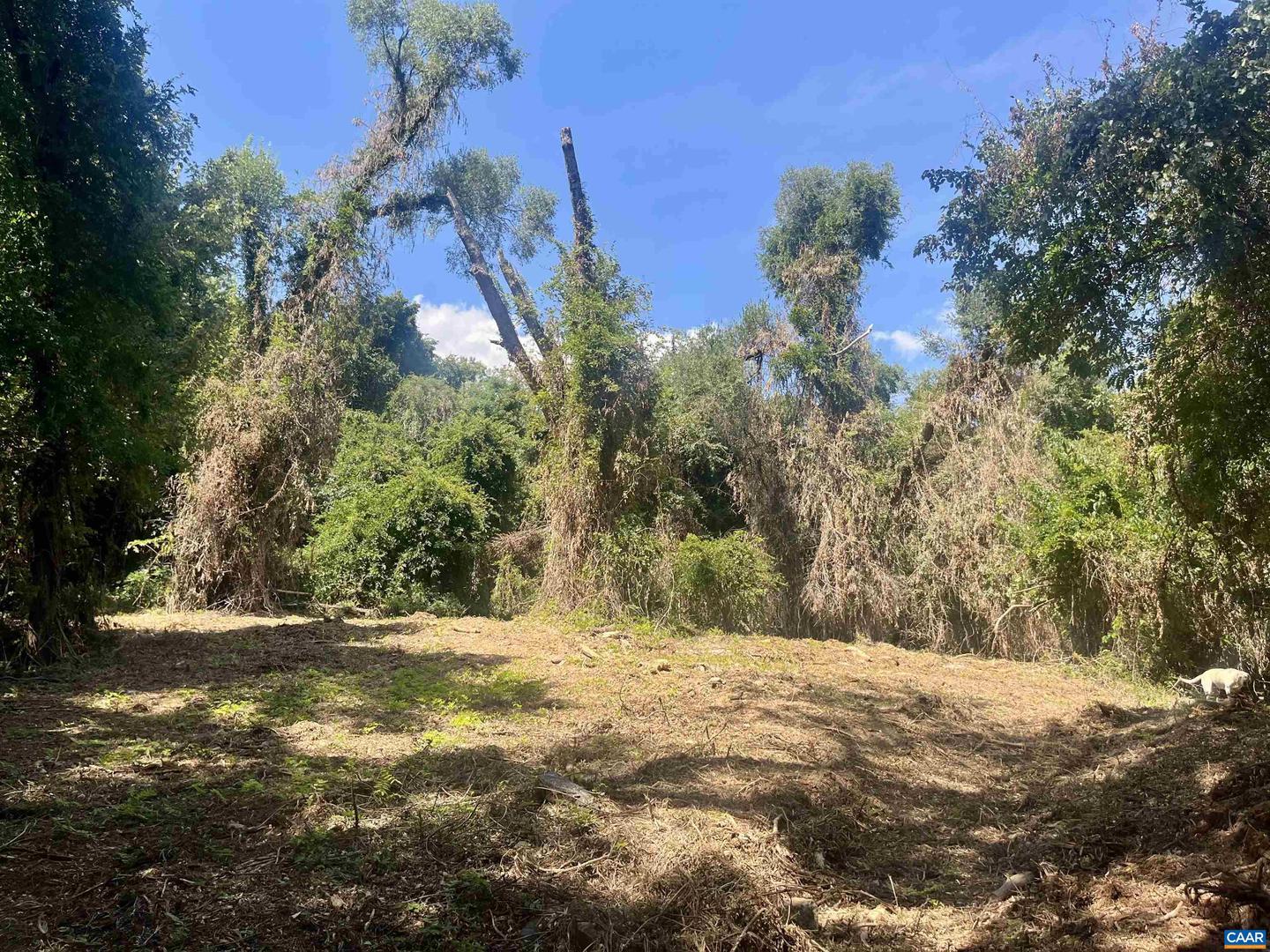 1630 BUCK RD, CROZET, Virginia 22932, ,Land,For Sale,1630 BUCK RD,669168 MLS # 669168 1630 BUCK RD, CROZET, Virginia 22932, ,Land,For Sale,1630 BUCK RD,669168 MLS # 669168