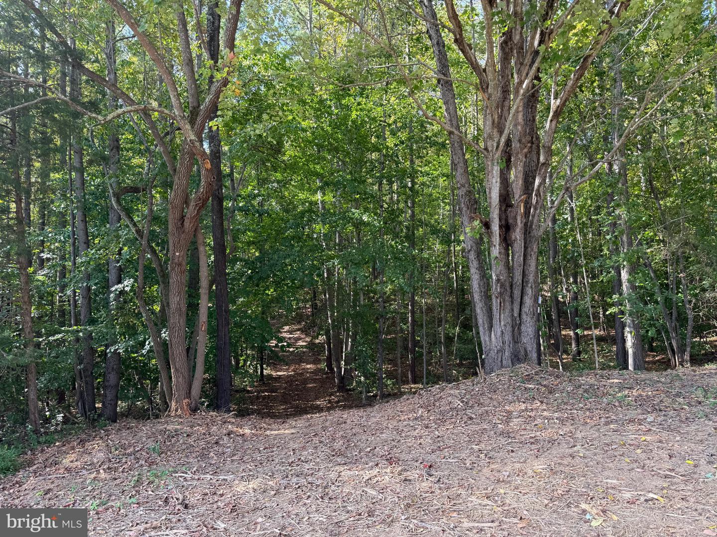 0 COLEMAN MOUNTAIN RD, APPOMATTOX, Virginia 24522, ,Farm,For Sale,0 COLEMAN MOUNTAIN RD,VAAV2000038 MLS # VAAV2000038 0 COLEMAN MOUNTAIN RD, APPOMATTOX, Virginia 24522, ,Farm,For Sale,0 COLEMAN MOUNTAIN RD,VAAV2000038 MLS # VAAV2000038