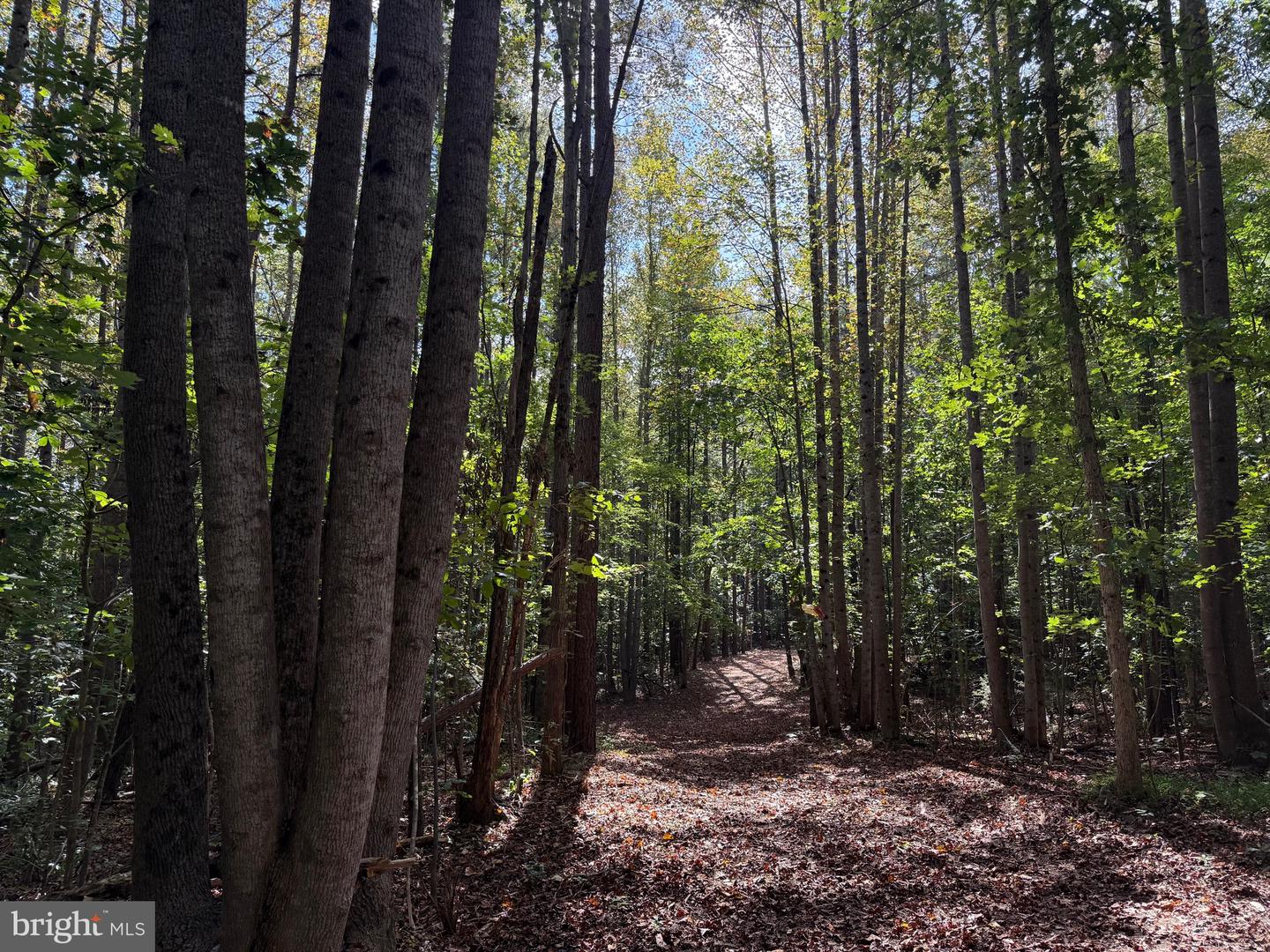 0 COLEMAN MOUNTAIN RD, APPOMATTOX, Virginia 24522, ,Farm,For Sale,0 COLEMAN MOUNTAIN RD,VAAV2000038 MLS # VAAV2000038 0 COLEMAN MOUNTAIN RD, APPOMATTOX, Virginia 24522, ,Farm,For Sale,0 COLEMAN MOUNTAIN RD,VAAV2000038 MLS # VAAV2000038