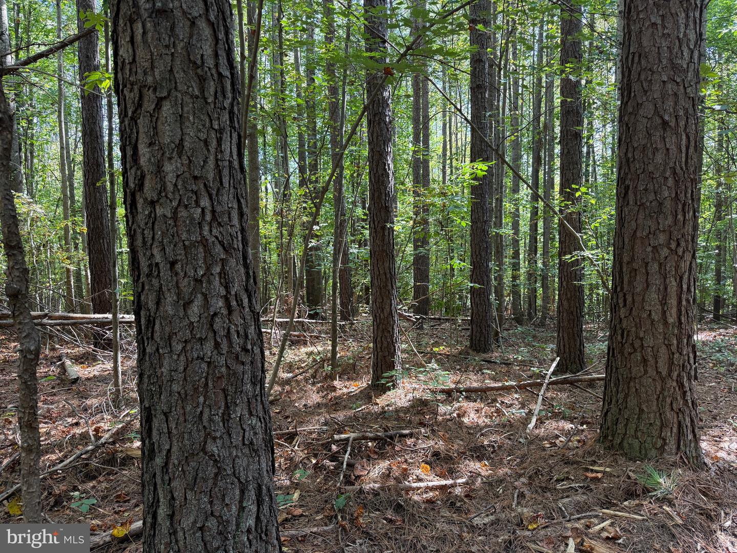 0 COLEMAN MOUNTAIN RD, APPOMATTOX, Virginia 24522, ,Farm,For Sale,0 COLEMAN MOUNTAIN RD,VAAV2000038 MLS # VAAV2000038 0 COLEMAN MOUNTAIN RD, APPOMATTOX, Virginia 24522, ,Farm,For Sale,0 COLEMAN MOUNTAIN RD,VAAV2000038 MLS # VAAV2000038