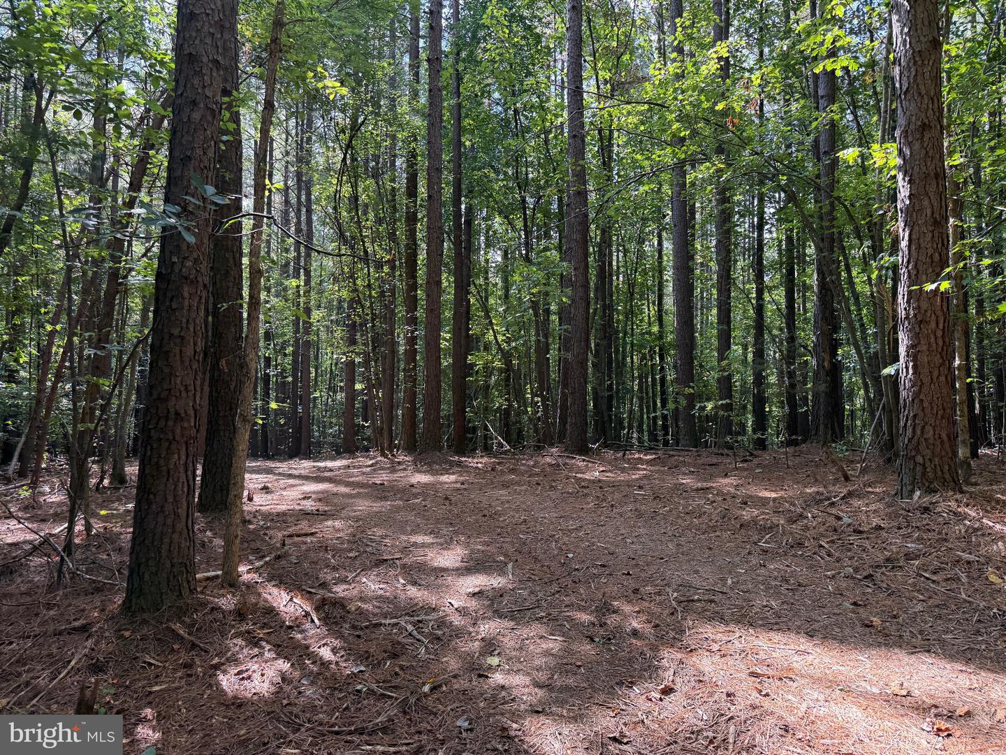 0 COLEMAN MOUNTAIN RD, APPOMATTOX, Virginia 24522, ,Farm,For Sale,0 COLEMAN MOUNTAIN RD,VAAV2000038 MLS # VAAV2000038 0 COLEMAN MOUNTAIN RD, APPOMATTOX, Virginia 24522, ,Farm,For Sale,0 COLEMAN MOUNTAIN RD,VAAV2000038 MLS # VAAV2000038