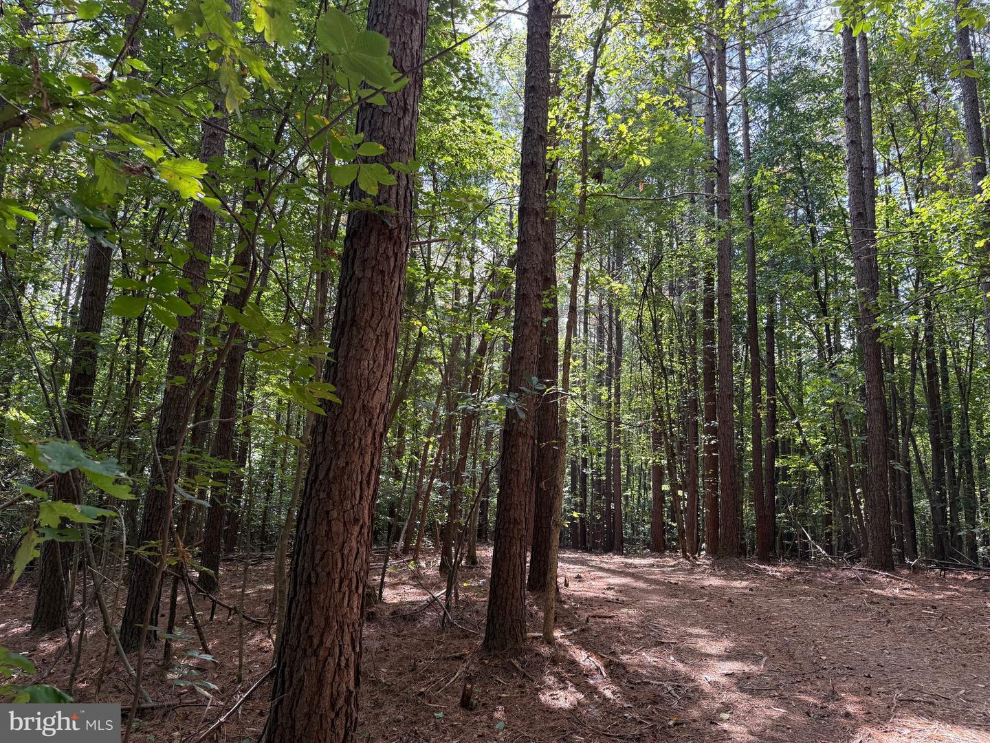 0 COLEMAN MOUNTAIN RD, APPOMATTOX, Virginia 24522, ,Farm,For Sale,0 COLEMAN MOUNTAIN RD,VAAV2000038 MLS # VAAV2000038 0 COLEMAN MOUNTAIN RD, APPOMATTOX, Virginia 24522, ,Farm,For Sale,0 COLEMAN MOUNTAIN RD,VAAV2000038 MLS # VAAV2000038