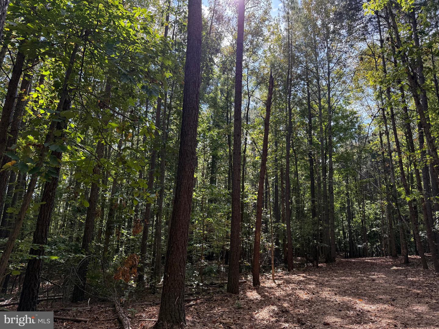0 COLEMAN MOUNTAIN RD, APPOMATTOX, Virginia 24522, ,Farm,For Sale,0 COLEMAN MOUNTAIN RD,VAAV2000038 MLS # VAAV2000038 0 COLEMAN MOUNTAIN RD, APPOMATTOX, Virginia 24522, ,Farm,For Sale,0 COLEMAN MOUNTAIN RD,VAAV2000038 MLS # VAAV2000038