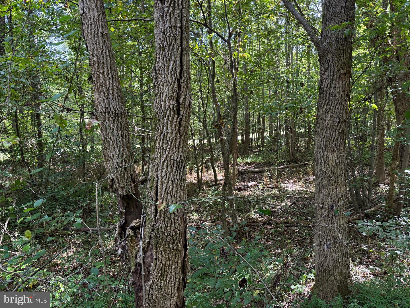0 COLEMAN MOUNTAIN RD, APPOMATTOX, Virginia 24522, ,Farm,For Sale,0 COLEMAN MOUNTAIN RD,VAAV2000038 MLS # VAAV2000038 0 COLEMAN MOUNTAIN RD, APPOMATTOX, Virginia 24522, ,Farm,For Sale,0 COLEMAN MOUNTAIN RD,VAAV2000038 MLS # VAAV2000038
