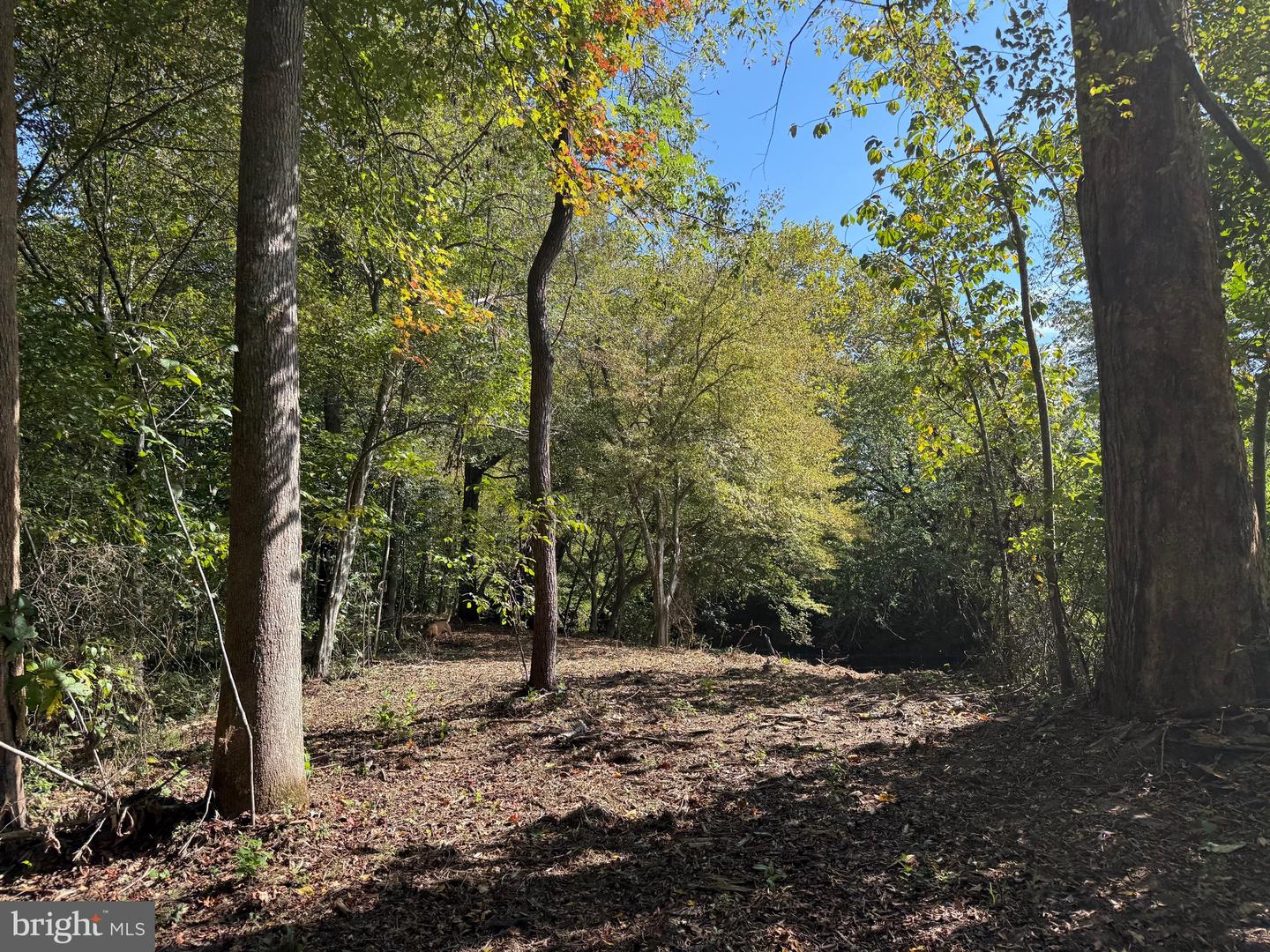 0 COLEMAN MOUNTAIN RD, APPOMATTOX, Virginia 24522, ,Farm,For Sale,0 COLEMAN MOUNTAIN RD,VAAV2000038 MLS # VAAV2000038 0 COLEMAN MOUNTAIN RD, APPOMATTOX, Virginia 24522, ,Farm,For Sale,0 COLEMAN MOUNTAIN RD,VAAV2000038 MLS # VAAV2000038