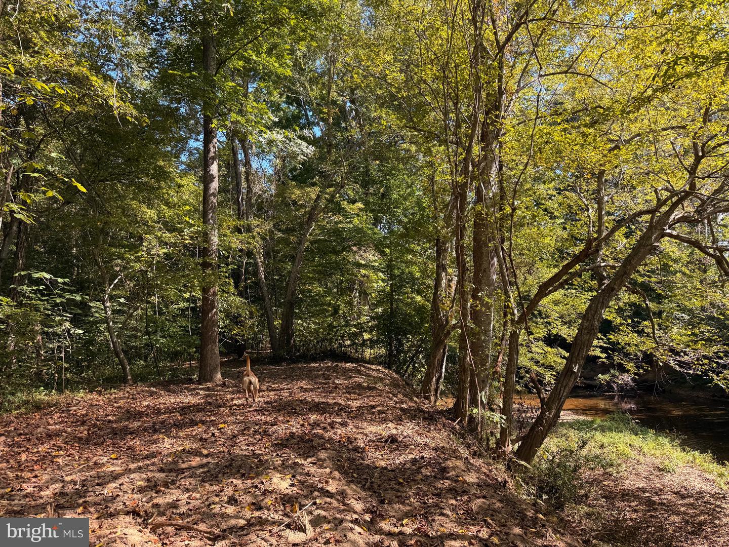 0 COLEMAN MOUNTAIN RD, APPOMATTOX, Virginia 24522, ,Farm,For Sale,0 COLEMAN MOUNTAIN RD,VAAV2000038 MLS # VAAV2000038 0 COLEMAN MOUNTAIN RD, APPOMATTOX, Virginia 24522, ,Farm,For Sale,0 COLEMAN MOUNTAIN RD,VAAV2000038 MLS # VAAV2000038