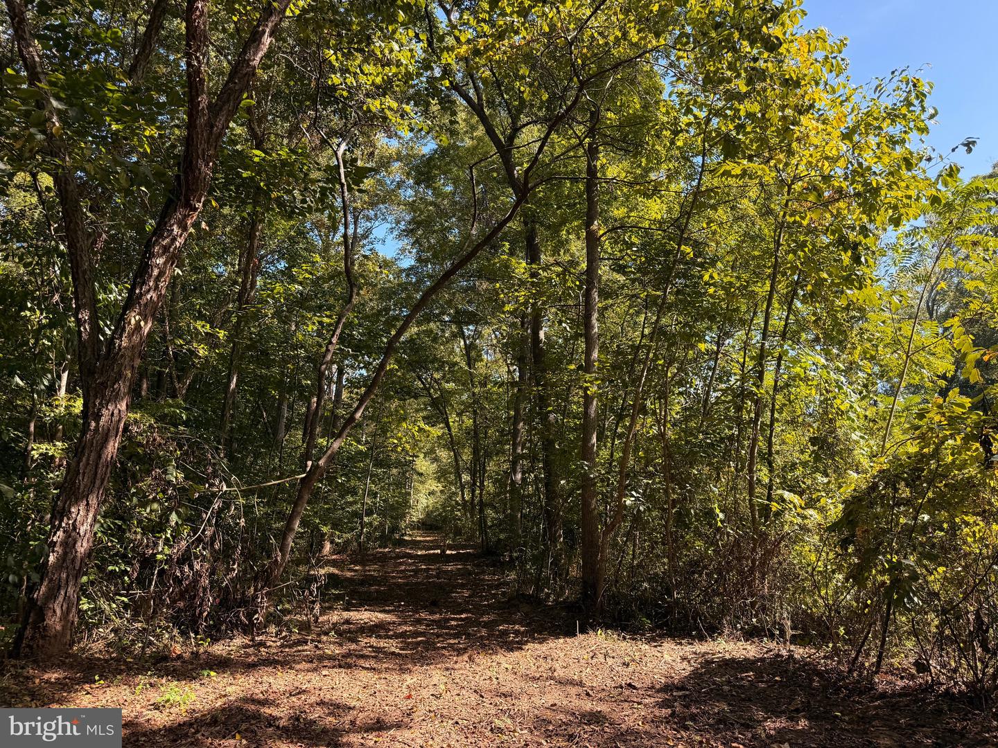 0 COLEMAN MOUNTAIN RD, APPOMATTOX, Virginia 24522, ,Farm,For Sale,0 COLEMAN MOUNTAIN RD,VAAV2000038 MLS # VAAV2000038 0 COLEMAN MOUNTAIN RD, APPOMATTOX, Virginia 24522, ,Farm,For Sale,0 COLEMAN MOUNTAIN RD,VAAV2000038 MLS # VAAV2000038