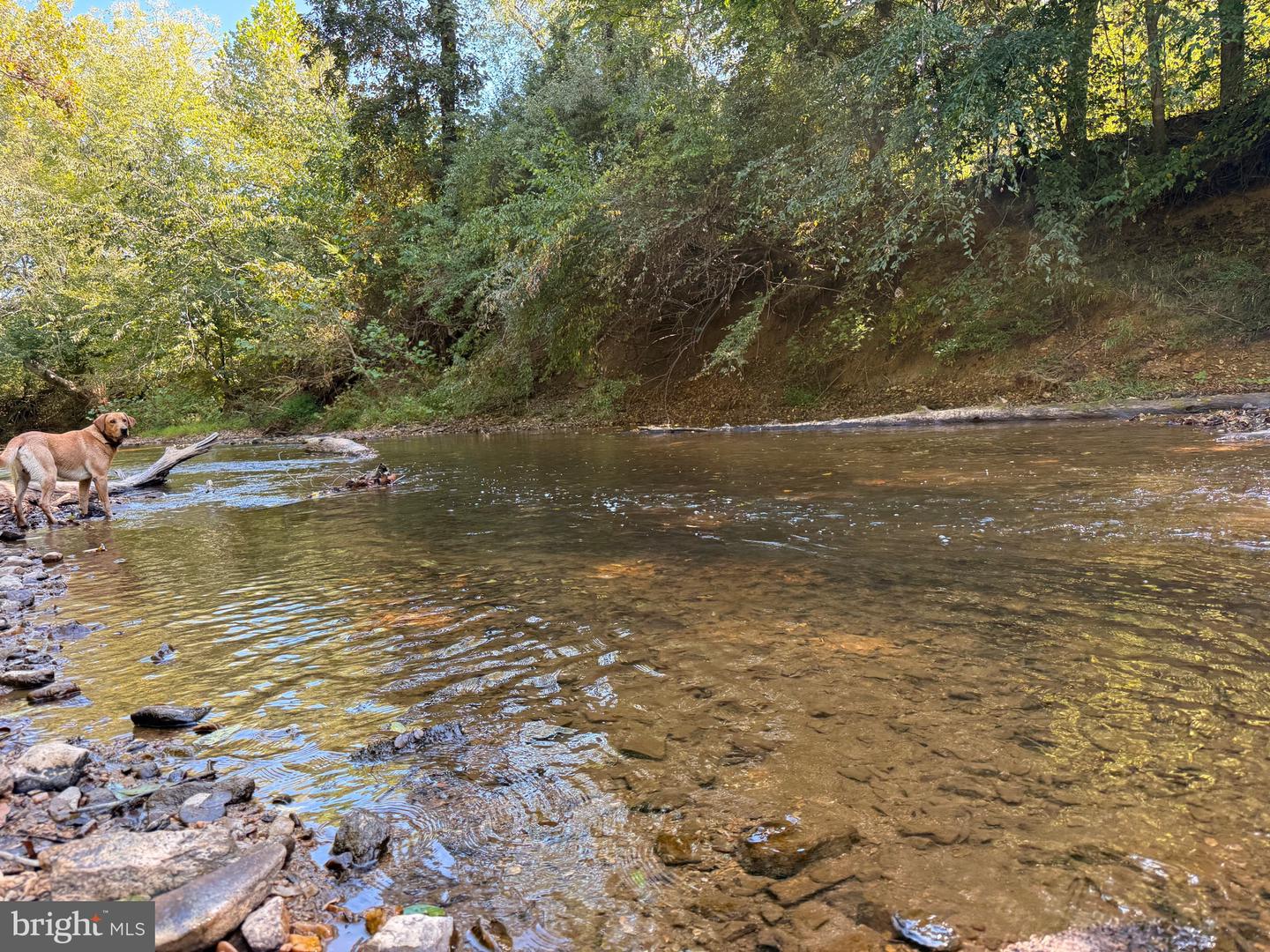 0 COLEMAN MOUNTAIN RD, APPOMATTOX, Virginia 24522, ,Farm,For Sale,0 COLEMAN MOUNTAIN RD,VAAV2000038 MLS # VAAV2000038 0 COLEMAN MOUNTAIN RD, APPOMATTOX, Virginia 24522, ,Farm,For Sale,0 COLEMAN MOUNTAIN RD,VAAV2000038 MLS # VAAV2000038