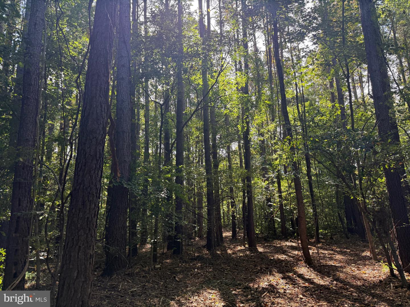 0 COLEMAN MOUNTAIN RD, APPOMATTOX, Virginia 24522, ,Farm,For Sale,0 COLEMAN MOUNTAIN RD,VAAV2000038 MLS # VAAV2000038 0 COLEMAN MOUNTAIN RD, APPOMATTOX, Virginia 24522, ,Farm,For Sale,0 COLEMAN MOUNTAIN RD,VAAV2000038 MLS # VAAV2000038