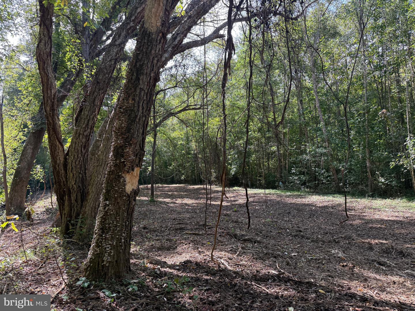0 COLEMAN MOUNTAIN RD, APPOMATTOX, Virginia 24522, ,Farm,For Sale,0 COLEMAN MOUNTAIN RD,VAAV2000038 MLS # VAAV2000038 0 COLEMAN MOUNTAIN RD, APPOMATTOX, Virginia 24522, ,Farm,For Sale,0 COLEMAN MOUNTAIN RD,VAAV2000038 MLS # VAAV2000038