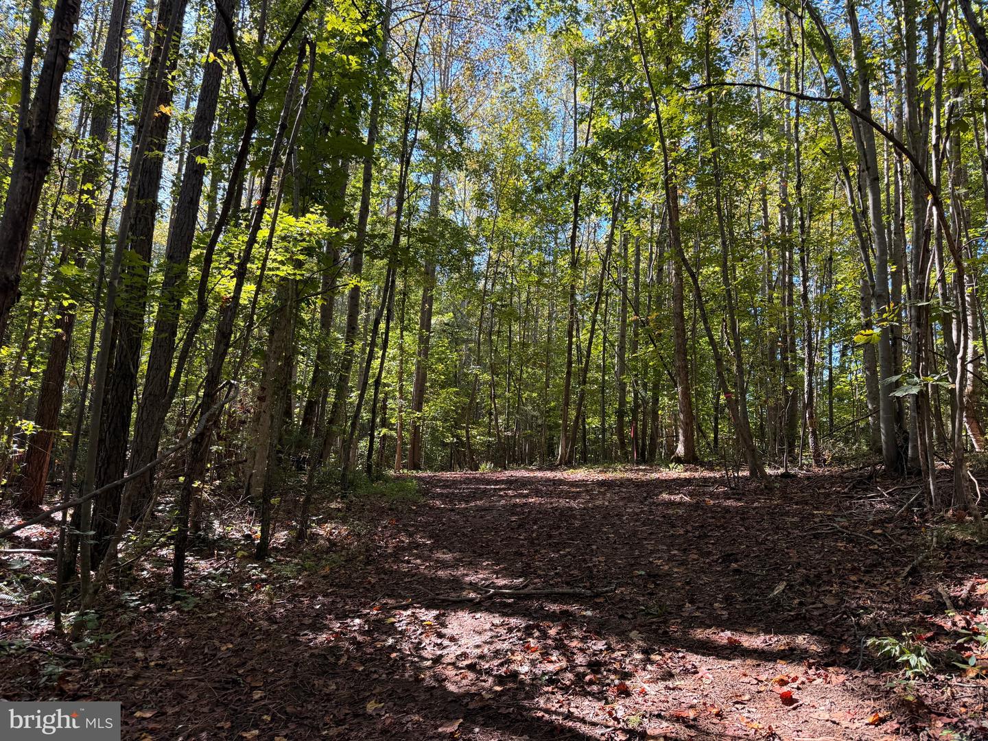 0 COLEMAN MOUNTAIN RD, APPOMATTOX, Virginia 24522, ,Farm,For Sale,0 COLEMAN MOUNTAIN RD,VAAV2000038 MLS # VAAV2000038 0 COLEMAN MOUNTAIN RD, APPOMATTOX, Virginia 24522, ,Farm,For Sale,0 COLEMAN MOUNTAIN RD,VAAV2000038 MLS # VAAV2000038
