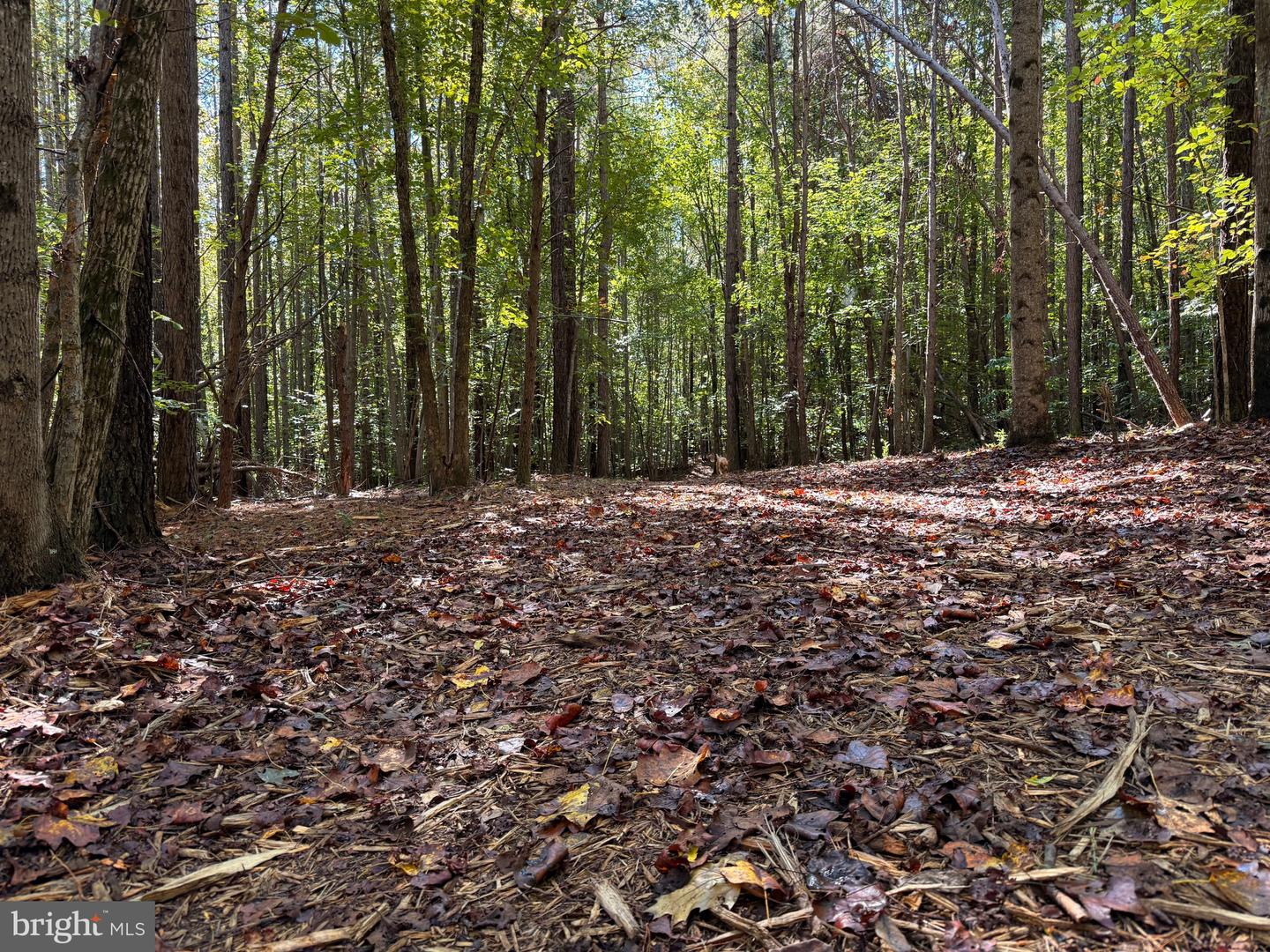 0 COLEMAN MOUNTAIN RD, APPOMATTOX, Virginia 24522, ,Farm,For Sale,0 COLEMAN MOUNTAIN RD,VAAV2000038 MLS # VAAV2000038 0 COLEMAN MOUNTAIN RD, APPOMATTOX, Virginia 24522, ,Farm,For Sale,0 COLEMAN MOUNTAIN RD,VAAV2000038 MLS # VAAV2000038