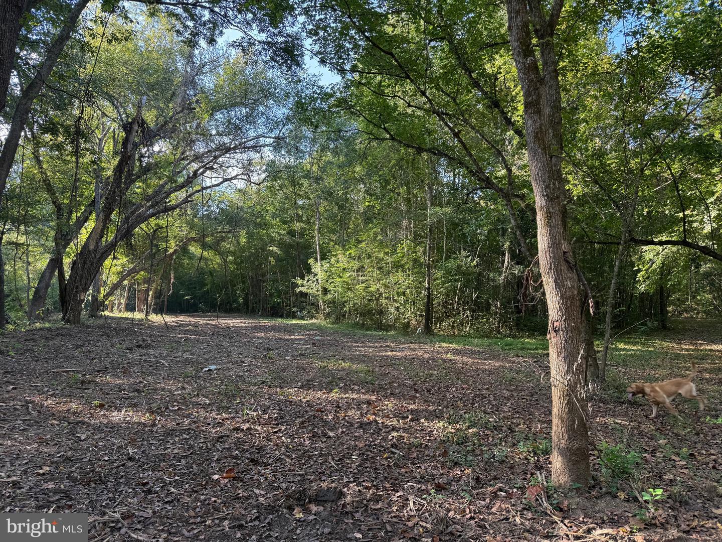 0 COLEMAN MOUNTAIN RD, APPOMATTOX, Virginia 24522, ,Farm,For Sale,0 COLEMAN MOUNTAIN RD,VAAV2000038 MLS # VAAV2000038 0 COLEMAN MOUNTAIN RD, APPOMATTOX, Virginia 24522, ,Farm,For Sale,0 COLEMAN MOUNTAIN RD,VAAV2000038 MLS # VAAV2000038