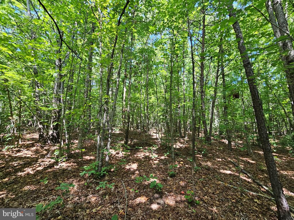 WEST JAMES ANDERSON HWY, GLADSTONE, Virginia 24553, ,Farm,For Sale,WEST JAMES ANDERSON HWY,VABH2000220 MLS # VABH2000220 WEST JAMES ANDERSON HWY, GLADSTONE, Virginia 24553, ,Farm,For Sale,WEST JAMES ANDERSON HWY,VABH2000220 MLS # VABH2000220