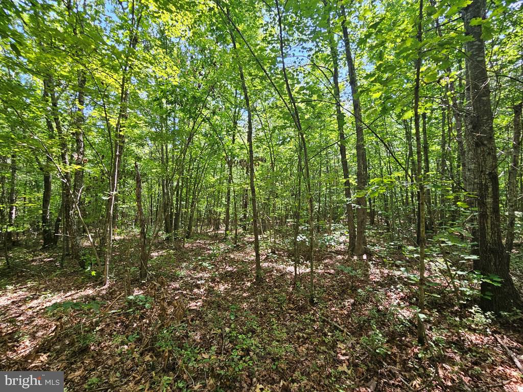 WEST JAMES ANDERSON HWY, GLADSTONE, Virginia 24553, ,Farm,For Sale,WEST JAMES ANDERSON HWY,VABH2000220 MLS # VABH2000220 WEST JAMES ANDERSON HWY, GLADSTONE, Virginia 24553, ,Farm,For Sale,WEST JAMES ANDERSON HWY,VABH2000220 MLS # VABH2000220