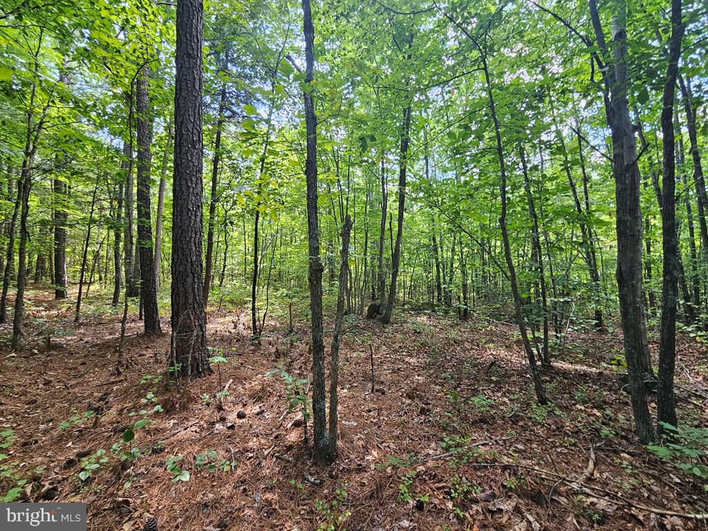 WEST JAMES ANDERSON HWY, GLADSTONE, Virginia 24553, ,Farm,For Sale,WEST JAMES ANDERSON HWY,VABH2000220 MLS # VABH2000220 WEST JAMES ANDERSON HWY, GLADSTONE, Virginia 24553, ,Farm,For Sale,WEST JAMES ANDERSON HWY,VABH2000220 MLS # VABH2000220