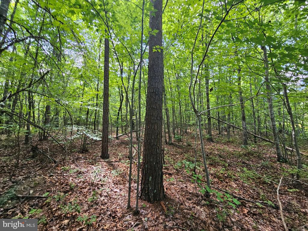 WEST JAMES ANDERSON HWY, GLADSTONE, Virginia 24553, ,Farm,For Sale,WEST JAMES ANDERSON HWY,VABH2000220 MLS # VABH2000220 WEST JAMES ANDERSON HWY, GLADSTONE, Virginia 24553, ,Farm,For Sale,WEST JAMES ANDERSON HWY,VABH2000220 MLS # VABH2000220