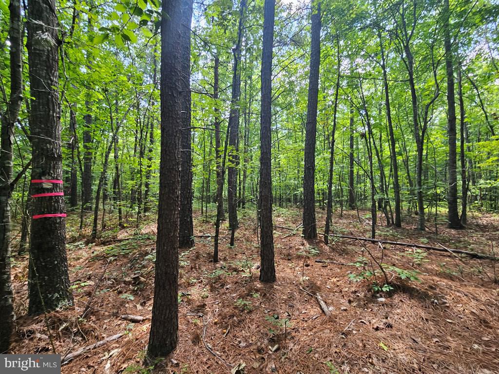 WEST JAMES ANDERSON HWY, GLADSTONE, Virginia 24553, ,Farm,For Sale,WEST JAMES ANDERSON HWY,VABH2000220 MLS # VABH2000220 WEST JAMES ANDERSON HWY, GLADSTONE, Virginia 24553, ,Farm,For Sale,WEST JAMES ANDERSON HWY,VABH2000220 MLS # VABH2000220