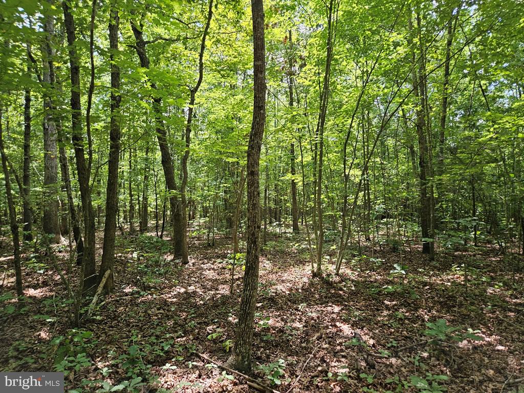 WEST JAMES ANDERSON HWY, GLADSTONE, Virginia 24553, ,Farm,For Sale,WEST JAMES ANDERSON HWY,VABH2000220 MLS # VABH2000220 WEST JAMES ANDERSON HWY, GLADSTONE, Virginia 24553, ,Farm,For Sale,WEST JAMES ANDERSON HWY,VABH2000220 MLS # VABH2000220